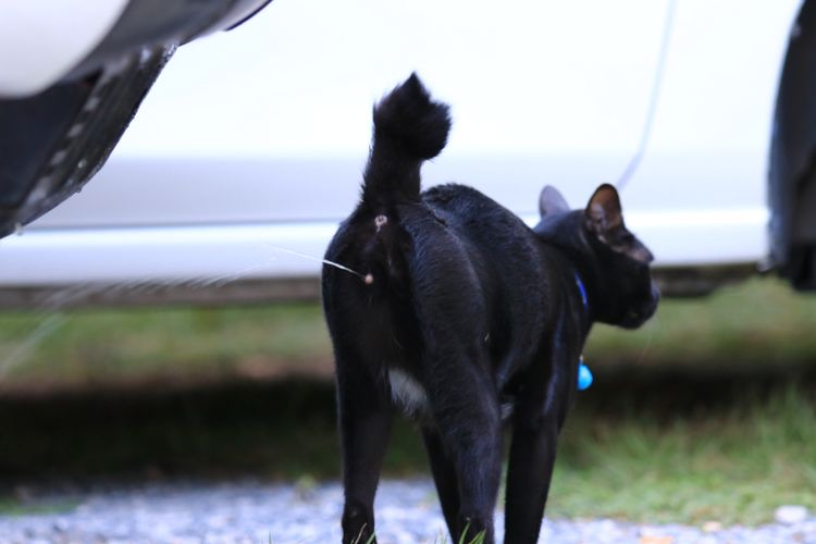 why do cats spray