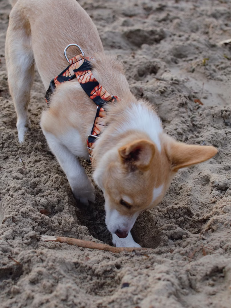 why-do-dogs-dig-holes-2 why do dogs dig holes