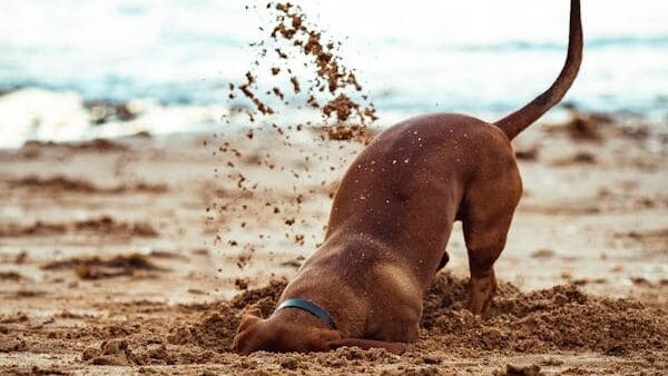 why-do-dogs-dig-holes why do dogs dig holes