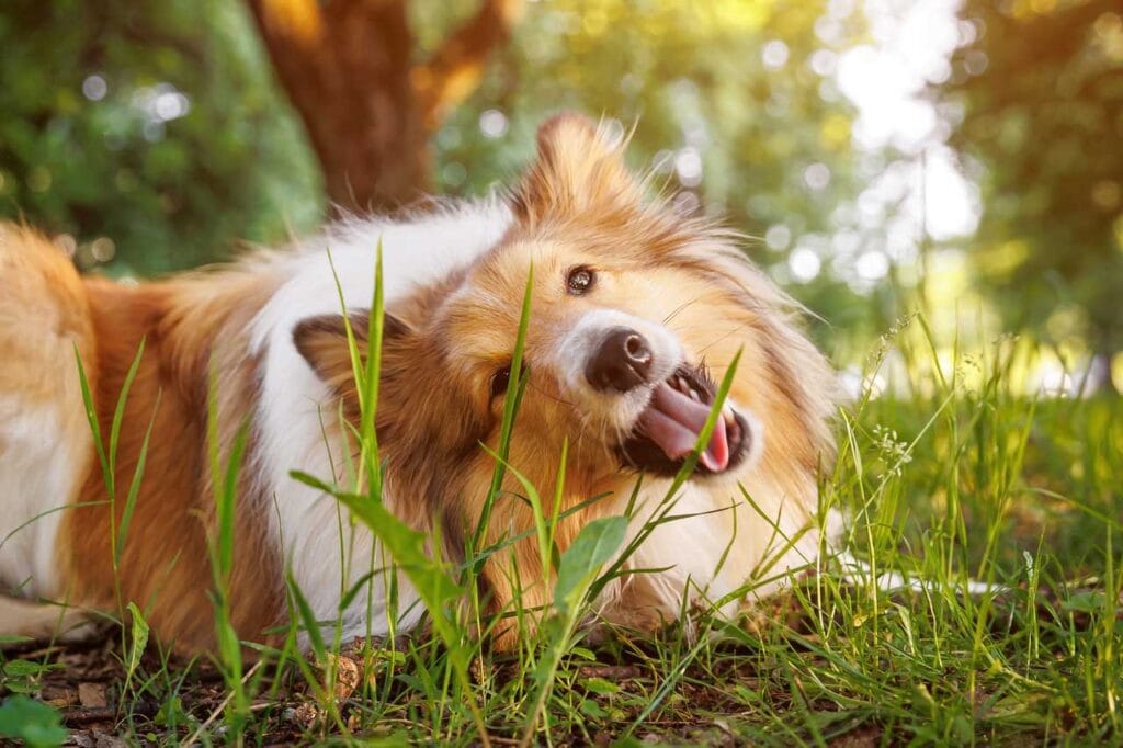 why do dogs eat grass