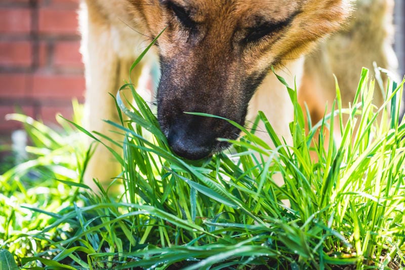 why do dogs eat grass