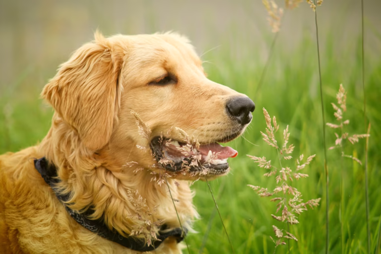 why do dogs eat grass