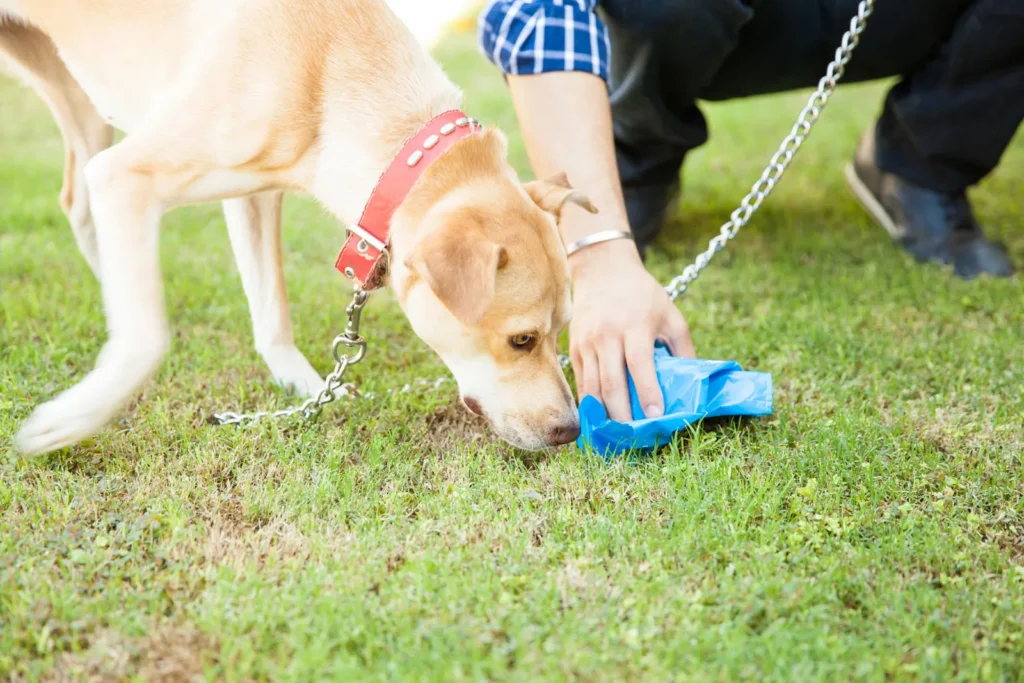 why do dogs eat poop