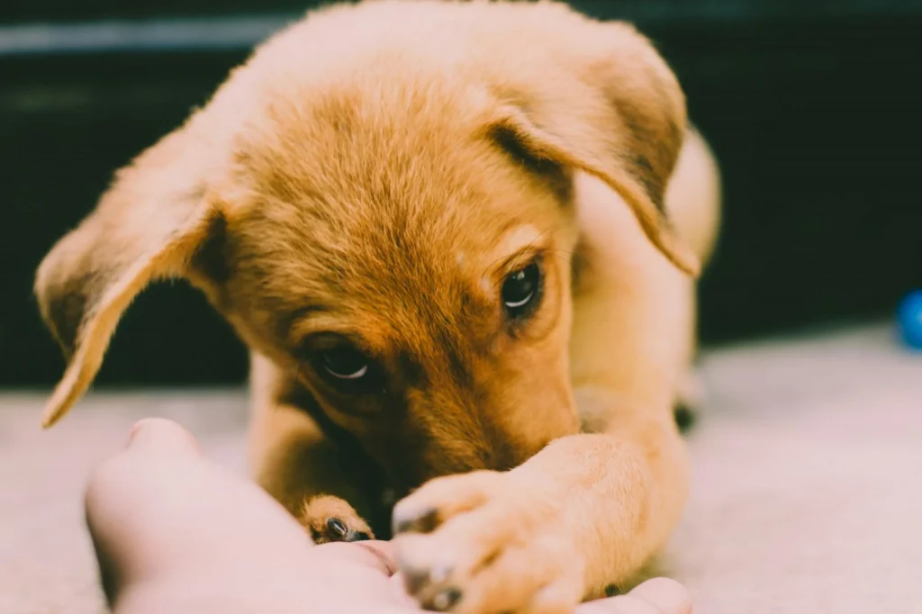 why do dogs lick you