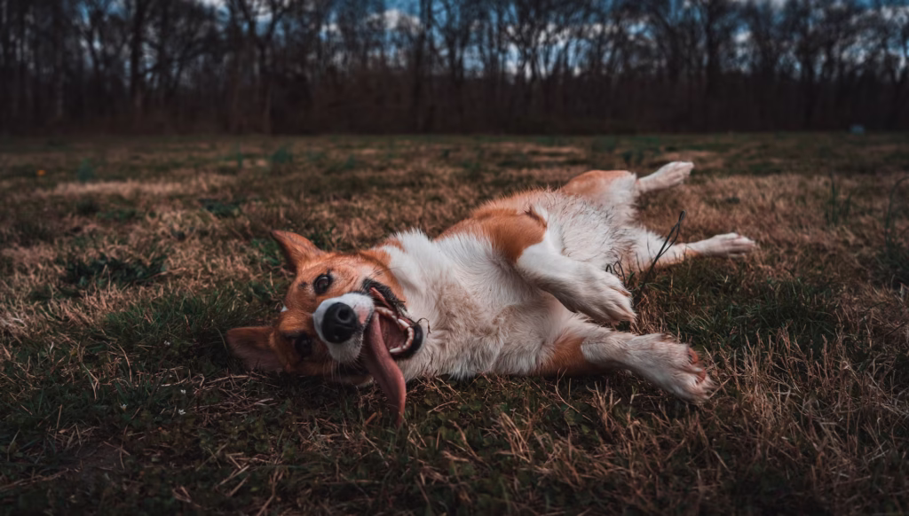 why do dogs pant