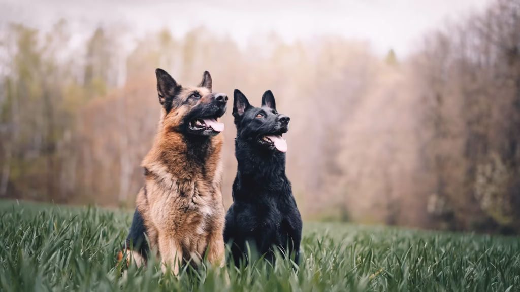 why do dogs pant