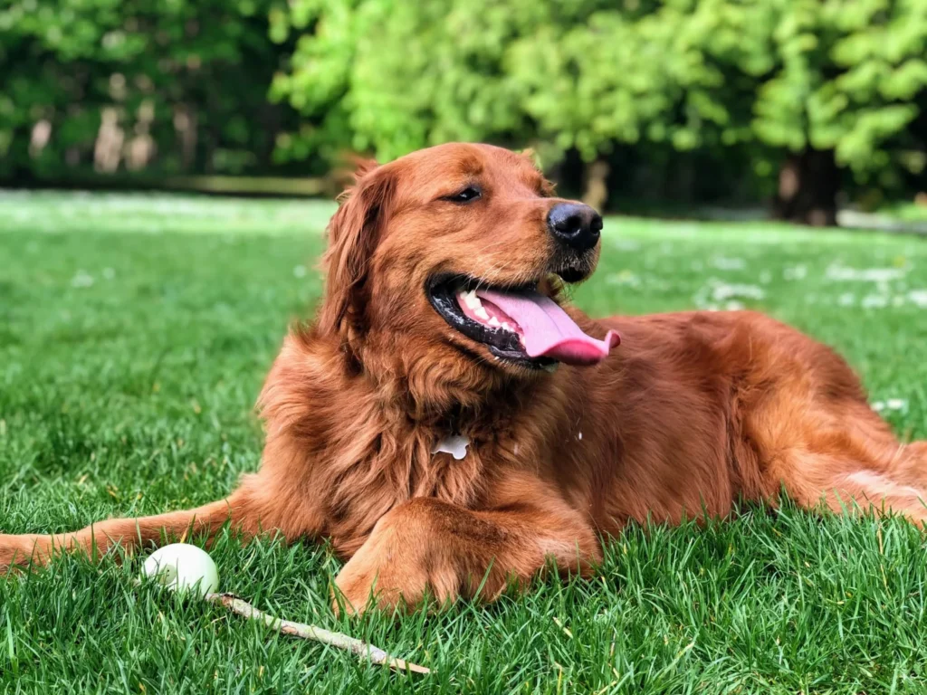 why do dogs pant