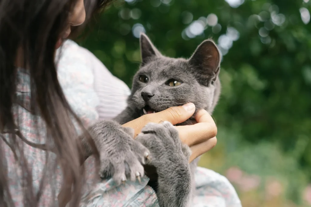 why does my cat bite me