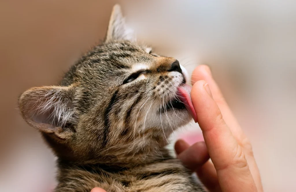why-does-my-cat-lick-me-2 why does my cat lick me