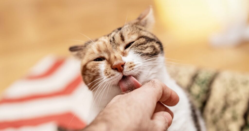 why-does-my-cat-lick-me-3 why does my cat lick me