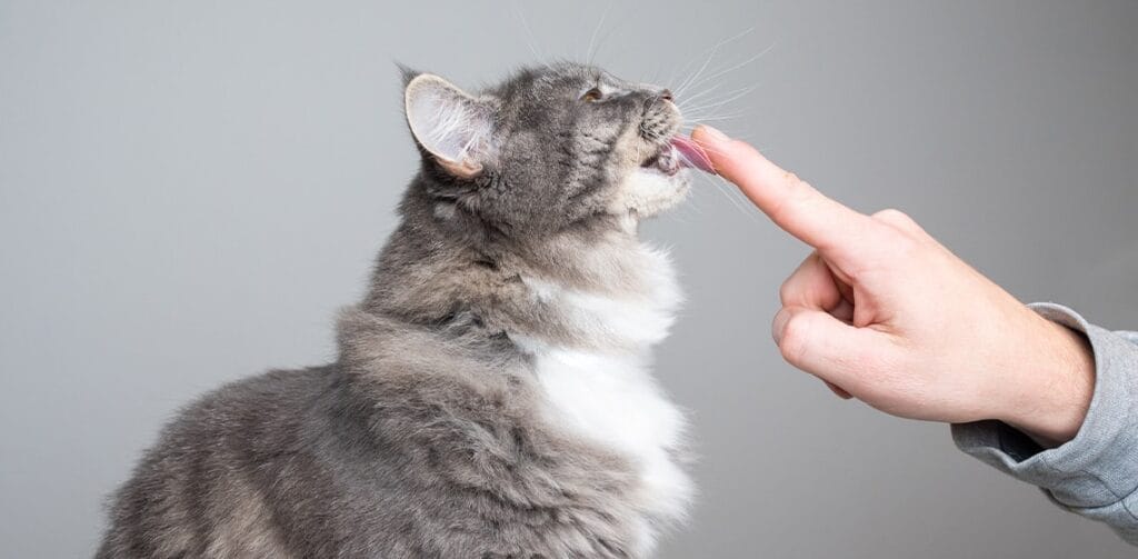 why-does-my-cat-lick-me-4 why does my cat lick me