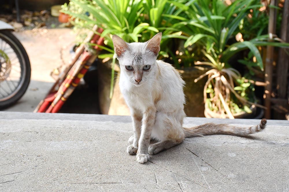 why-is-my-cat-losing-weight-2 why is my cat losing weight