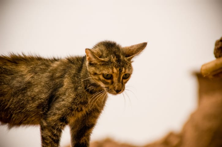 why-is-my-cat-losing-weight-3 why is my cat losing weight