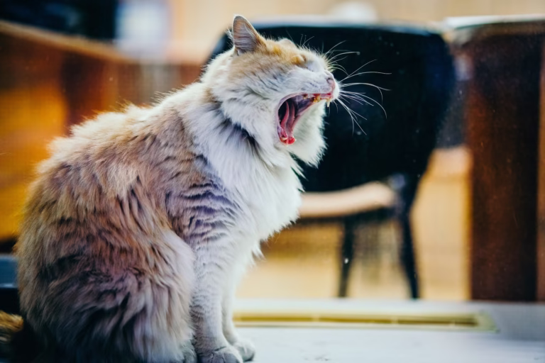 why is my cat sneezing