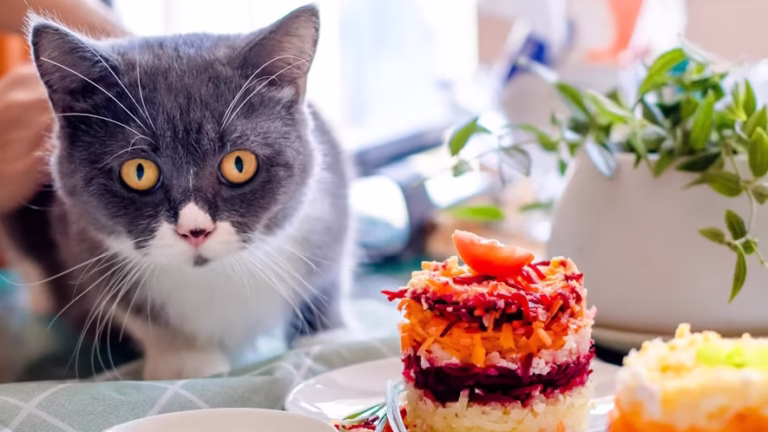human foods cats can eat